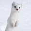 ひよのプロフィール画像