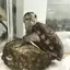 ｼｮｳのプロフィール画像