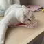 acのプロフィール画像