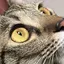 しかちゃんのプロフィール画像