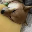 まめのプロフィール画像