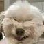 29ayameatのプロフィール画像