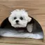 しむのプロフィール画像