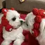 ウタコンのプロフィール画像