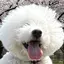 ちーのプロフィール画像