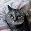 mococoのプロフィール画像