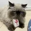 えぬのプロフィール画像