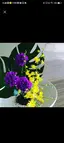 友香理のプロフィール画像