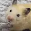 たるのプロフィール画像