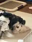 福ちゃんのプロフィール画像