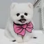 pongkiのプロフィール画像
