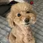 kahoのプロフィール画像
