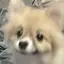 ぽめ子のプロフィール画像