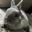 ゆきんこのプロフィール画像