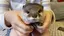 カワウソのプロフィール画像