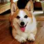コギのプロフィール画像