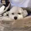 miikoのプロフィール画像
