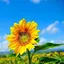 ひまわりのプロフィール画像