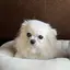 しほのプロフィール画像