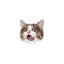 (ᐡ •͈ ·̫ •͈ ᐡ)🐾のプロフィール画像