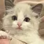 nekoのプロフィール画像