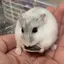 ぁゃのプロフィール画像