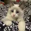ゆにこーんのプロフィール画像