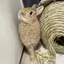 🐰のプロフィール画像