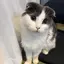 リンのプロフィール画像