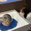もちのプロフィール画像
