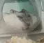 かえちのプロフィール画像