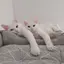 てらのプロフィール画像