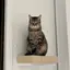 がんじんのプロフィール画像