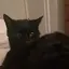 ぴゃるのプロフィール画像