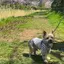 ayuのプロフィール画像