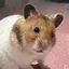 あいのプロフィール画像