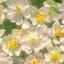 うぃにのプロフィール画像