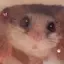 のんのプロフィール画像