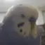 ayaneのプロフィール画像