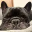 ドーちゃんのプロフィール画像