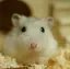 もちだのプロフィール画像
