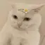 koharuのプロフィール画像
