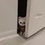 のんのプロフィール画像