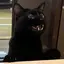 さけみりんのプロフィール画像