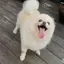 ディデンのプロフィール画像