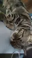 かなのプロフィール画像