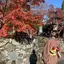 みほ🐨のプロフィール画像