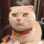 ゆりたんのプロフィール画像