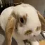 あさりのプロフィール画像