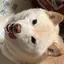 きょーちゃんのプロフィール画像